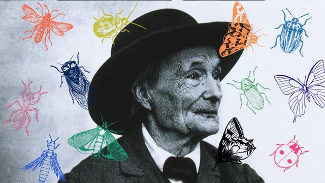 Collage vom Portrait Jean-Henri Fabre mit Insekten. 