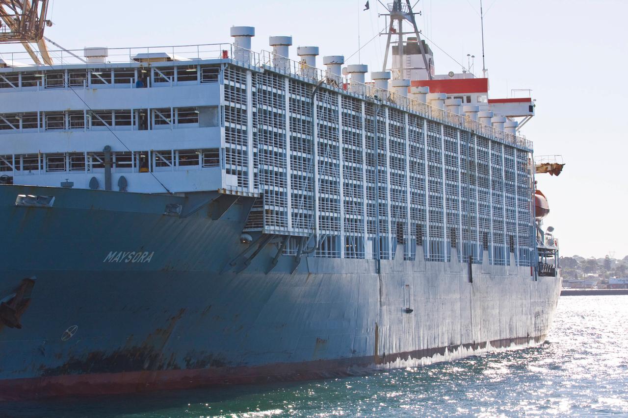 Frachtschiff für den Tiertransport Frachtschiff für den Tiertransport