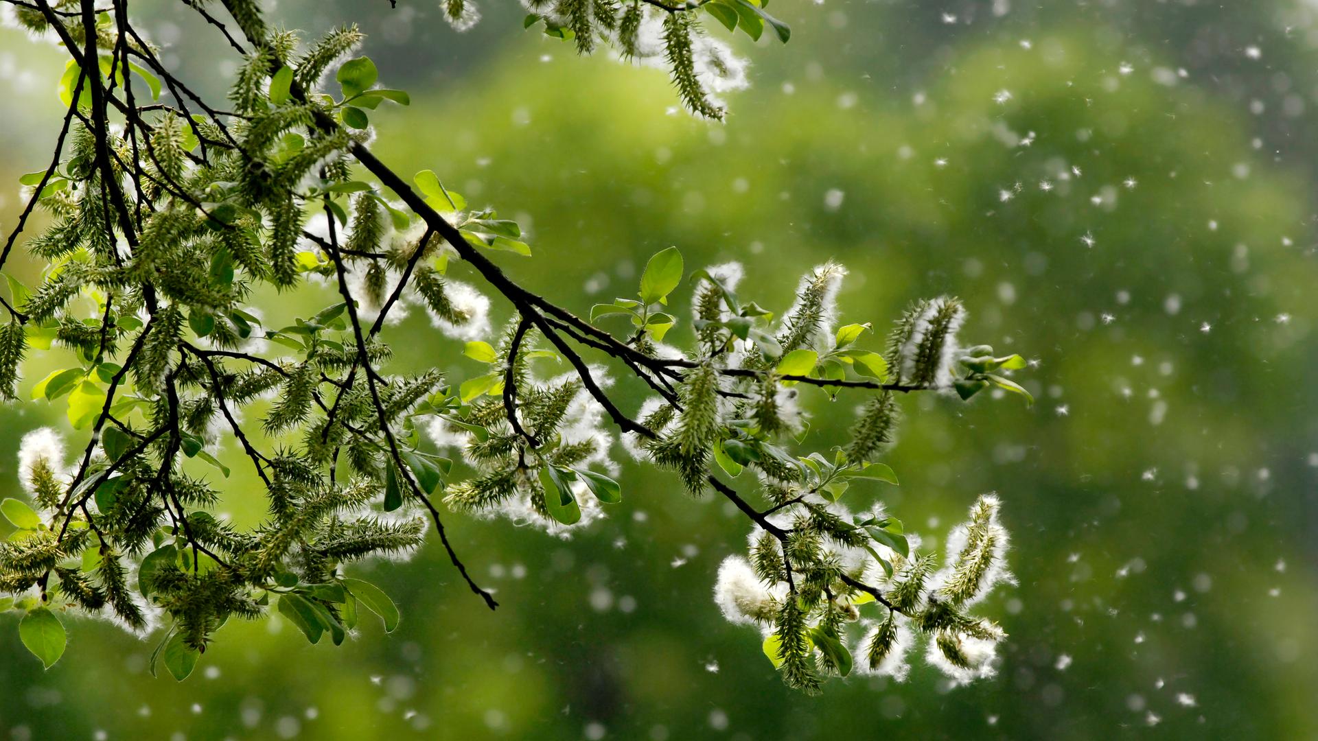 Von einem Baum weht vor grünem Hintergrund Blütenstaub, so dass es aussieht als wäre es Schnee.