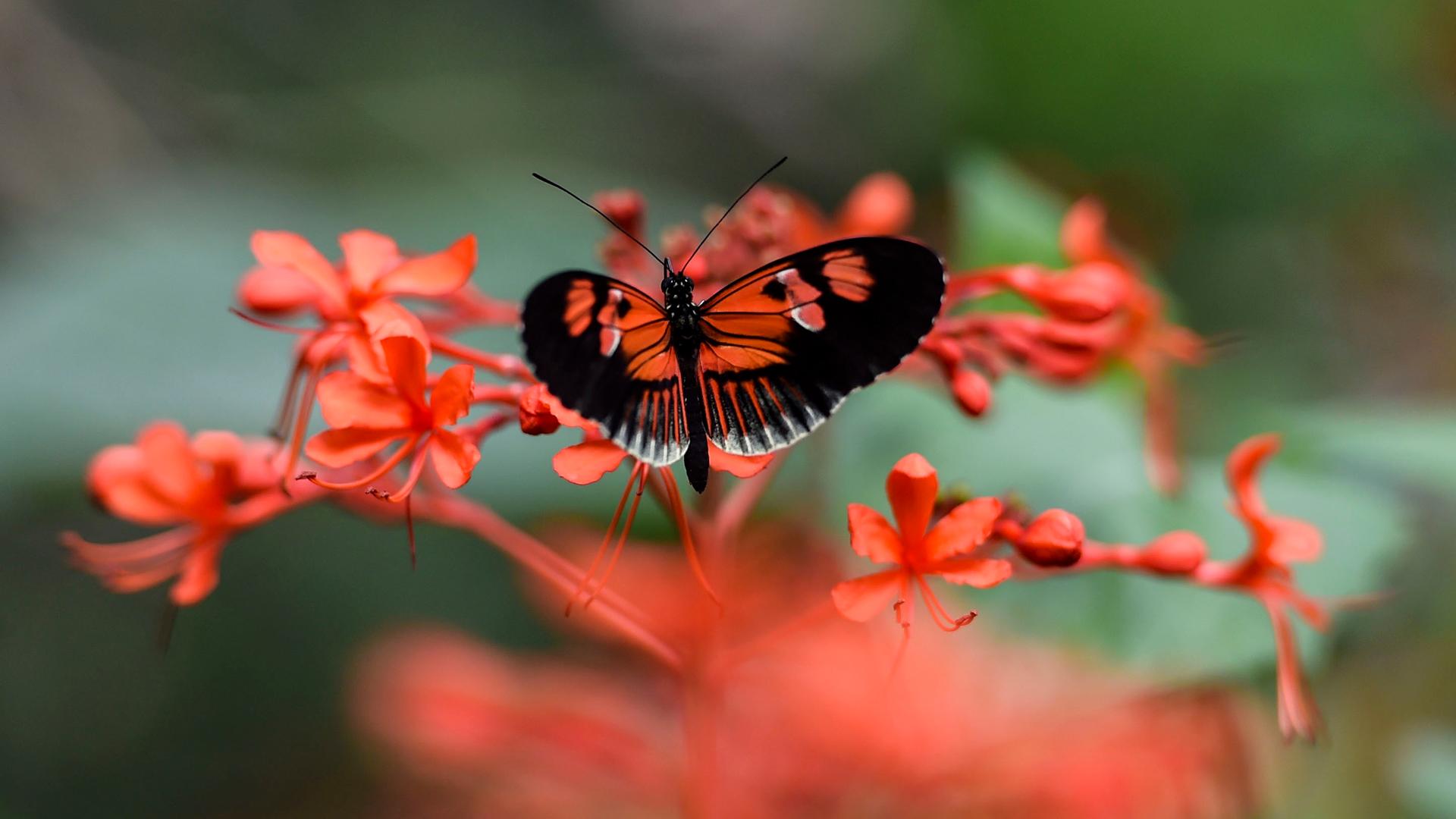 Ein rot-schwarzer Schmetterling sitzt auf einem Ast mit roten Blüten. Ein rot-schwarzer Schmetterling sitzt auf einem Ast mit roten Blüten.