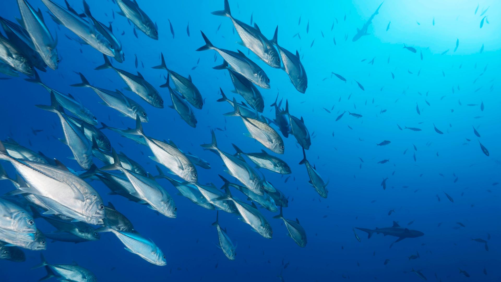 Ozeankonferenz - Lemke zieht positive Bilanz, Kritik von Umweltschützern