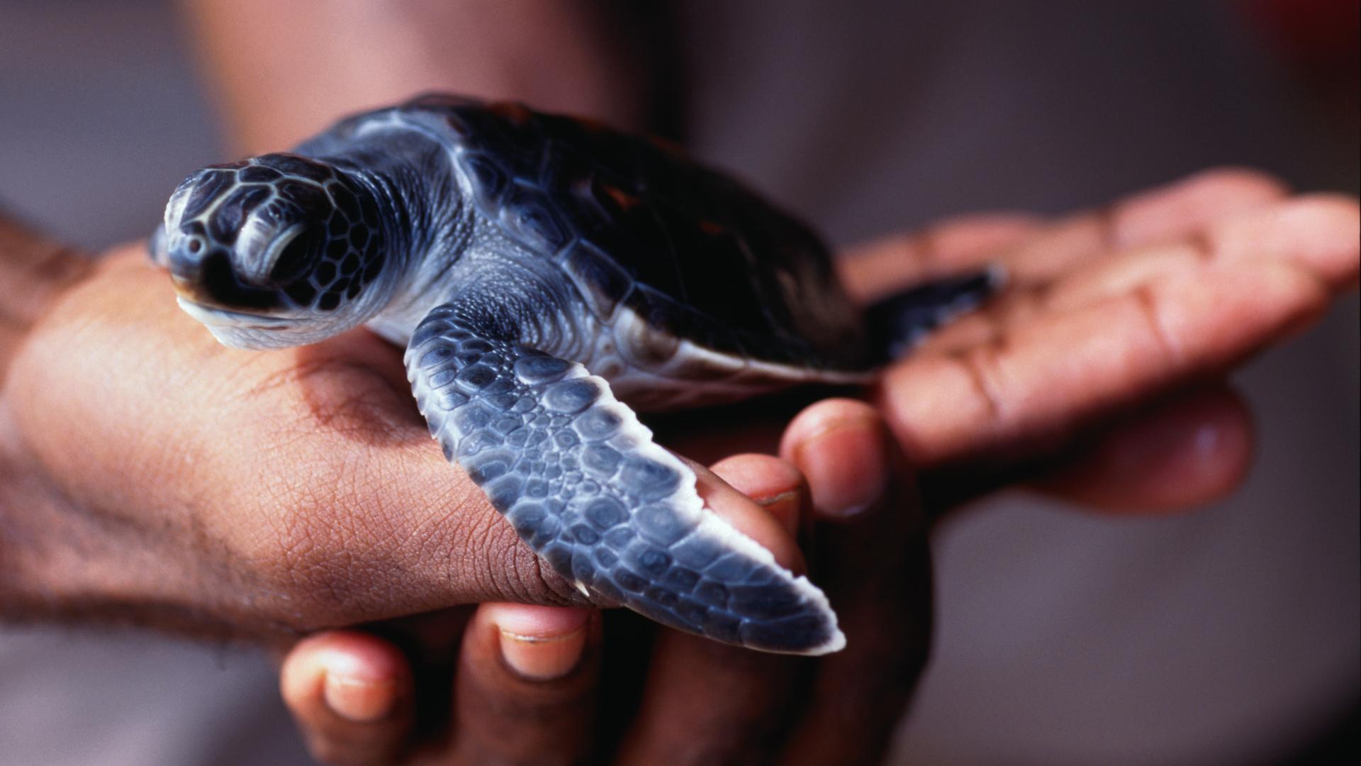 Eine junge unechte Karettschildkröte wird auf einer Hand gehalten. Eine junge unechte Karettschildkröte wird auf einer Hand gehalten.