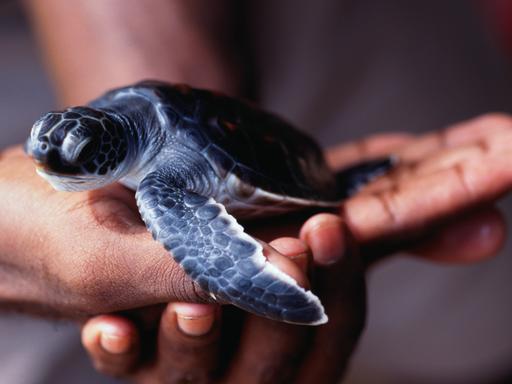Eine junge unechte Karettschildkröte wird auf einer Hand gehalten.