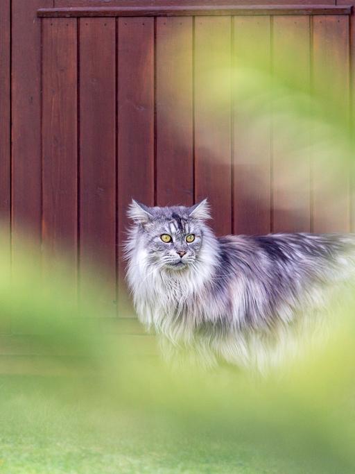 Eine silbergraue Katzhe mit langem Fell und gelben Augen vor einem hölzernen Hintergrund. Im Bildvordergrund, unscharf: Gräser.