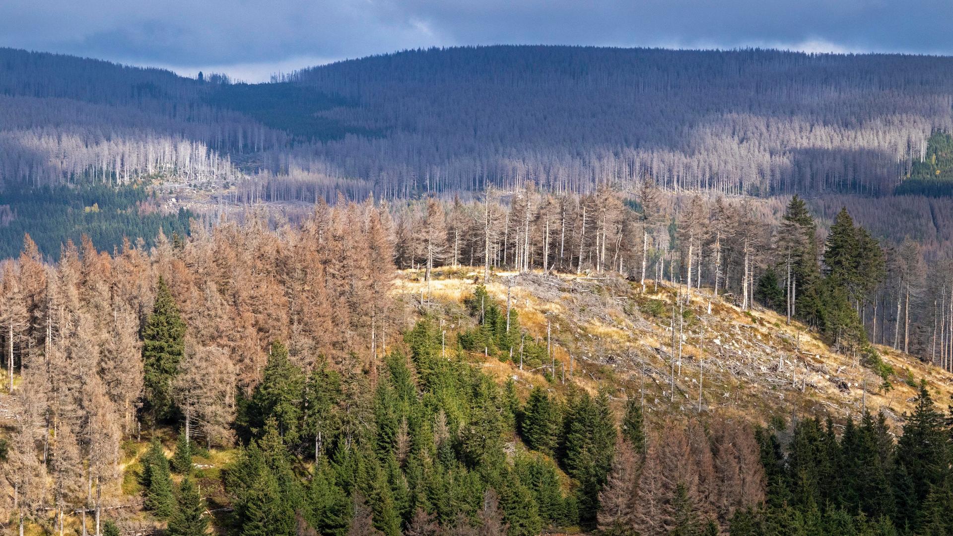 Das Foto zeigt große Flächen abgestorbenen Waldes im Harz bei Schierke in Sachsen-Anhalt.