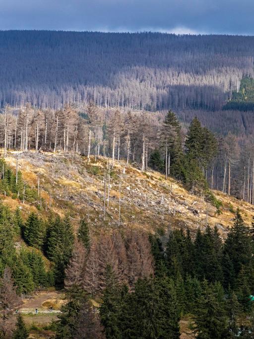 Das Foto zeigt große Flächen abgestorbenen Waldes im Harz bei Schierke in Sachsen-Anhalt.