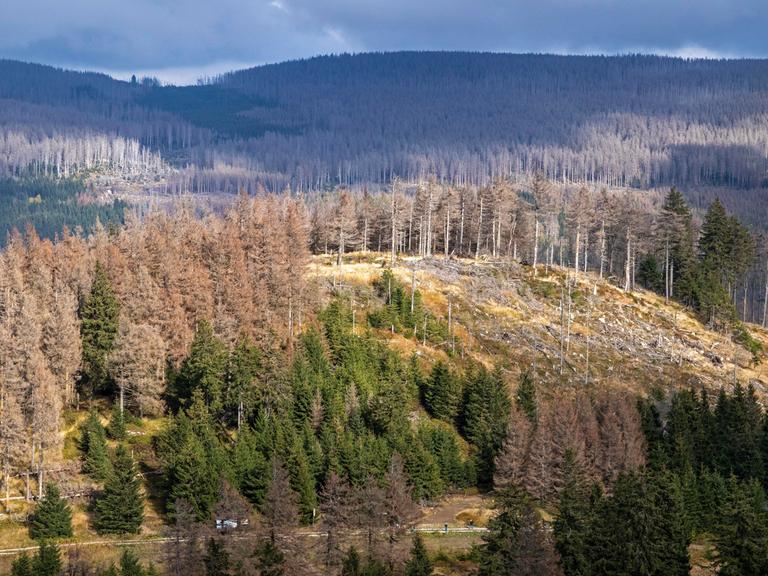 Das Foto zeigt große Flächen abgestorbenen Waldes im Harz bei Schierke in Sachsen-Anhalt.