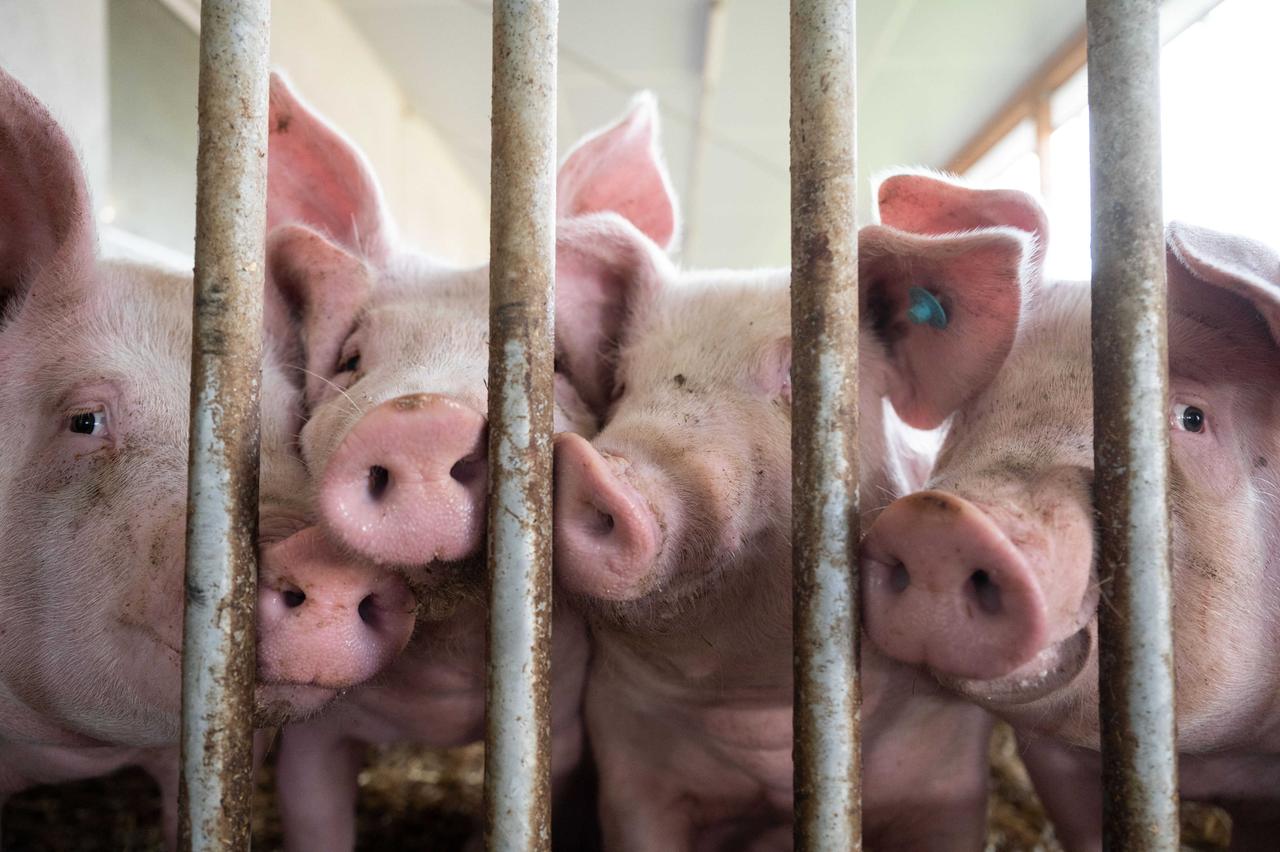 Schweine im Stall hinter Metallstäben Schweine im Stall hinter Metallstäben