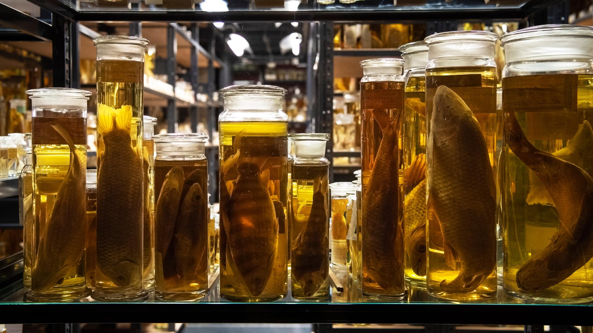 Vitrinen mit alkohol-konservierten Tierpräparaten, Exponate in der Nasssammlung, im Naturkundemuseum, Museum für Naturkunde in Berlin