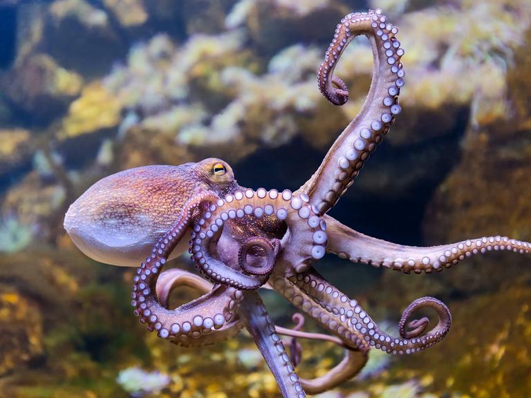 Close-up view of a Common Octopus