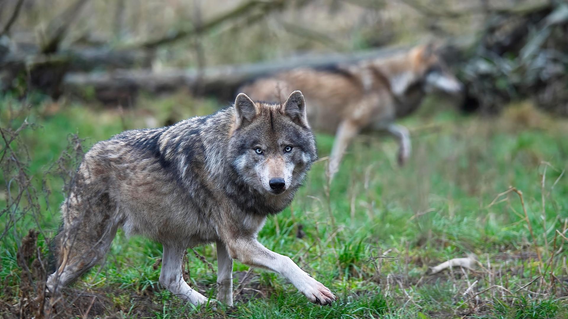 Ein Wolf im Wildpark Schorfheide Ein Wolf im Wildpark Schorfheide