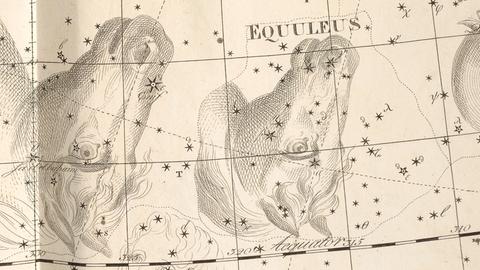 Equuleus, das Kleine Pferd oder Füllen, im Atlas Uranographia von Johann Elert Bode 1801