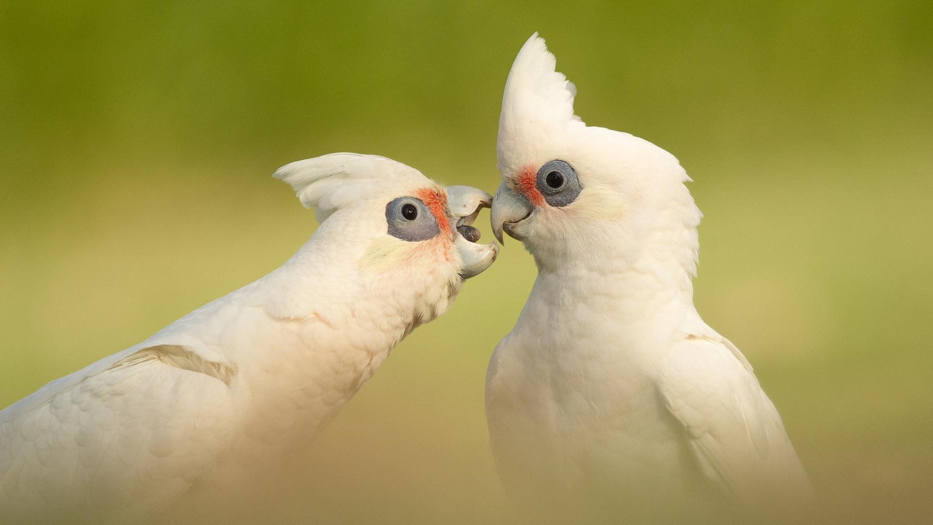 Zwei Corellas aus der Familie der Kakadus. Weiß mit weißer Haube und rötlichem Fleck zwischen Schnabel und Auge. Der eine Vogel beißt dem anderen in den Schnabel.