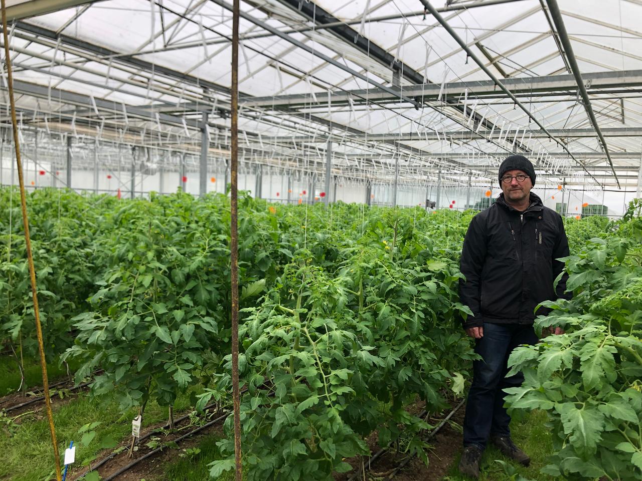 Ein Mann steht in einem Gewächshaus mit Tomatenpflanzen. Ein Mann steht in einem Gewächshaus mit Tomatenpflanzen.