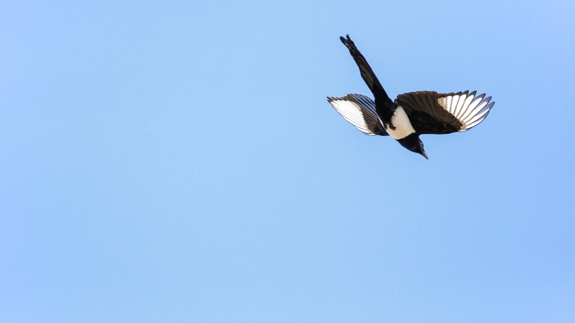 Eine Elster im Flug vor blauem Himmel im oberen rechten Bereich des Bildes. Eine Elster im Flug vor blauem Himmel im oberen rechten Bereich des Bildes.