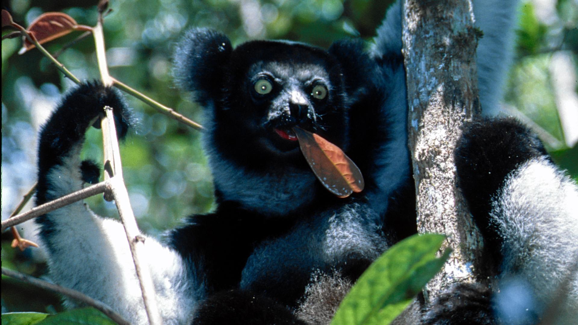 Ein Indri sitzt im Baum und isst Blätter.