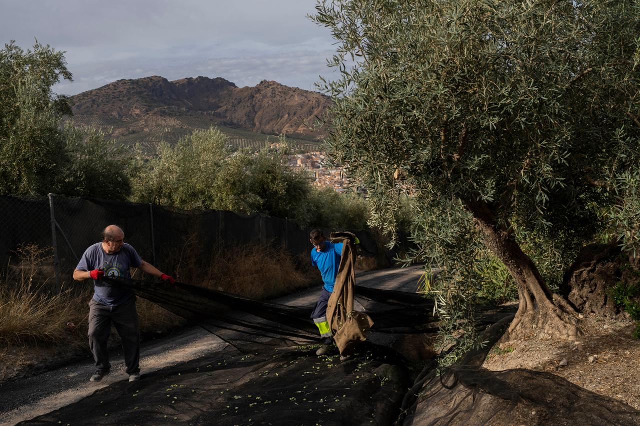 Olivenbauern bei der Arbeit in Quesada