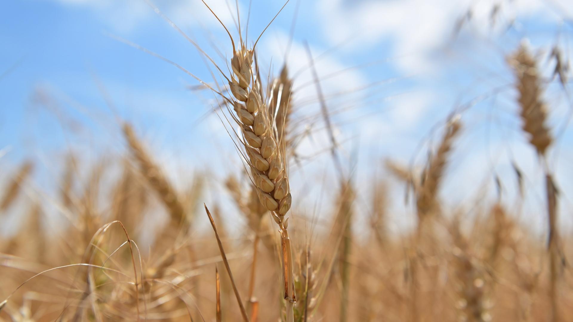 Getreide auf einem Feld. Getreide auf einem Feld.