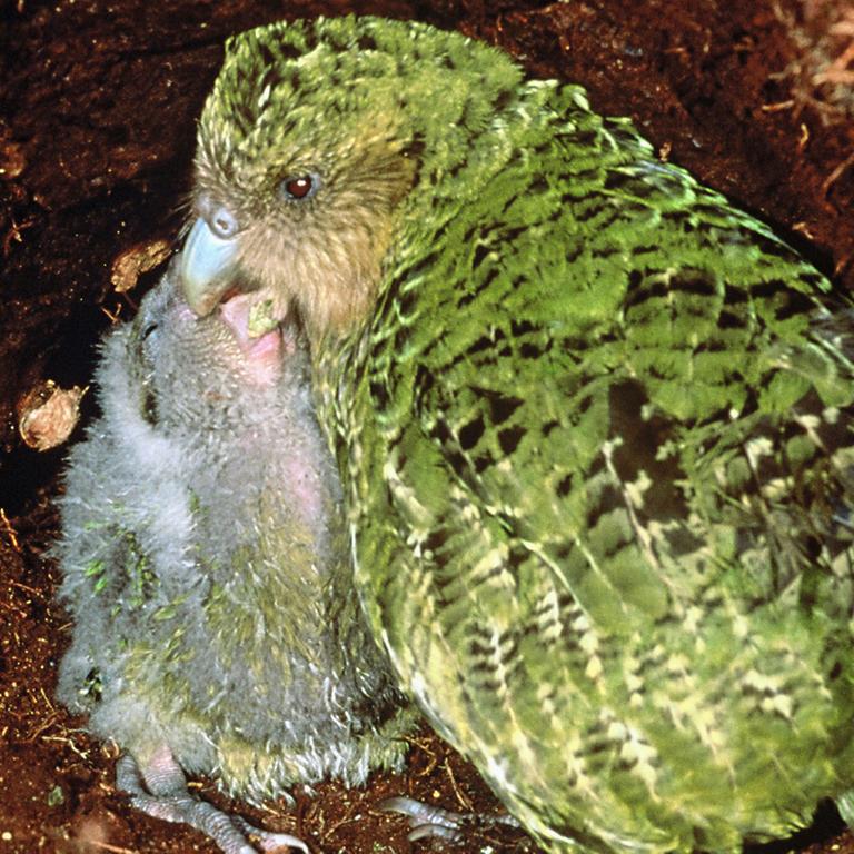 Bevölkerungsexplosion bei Kakapo-Papageien