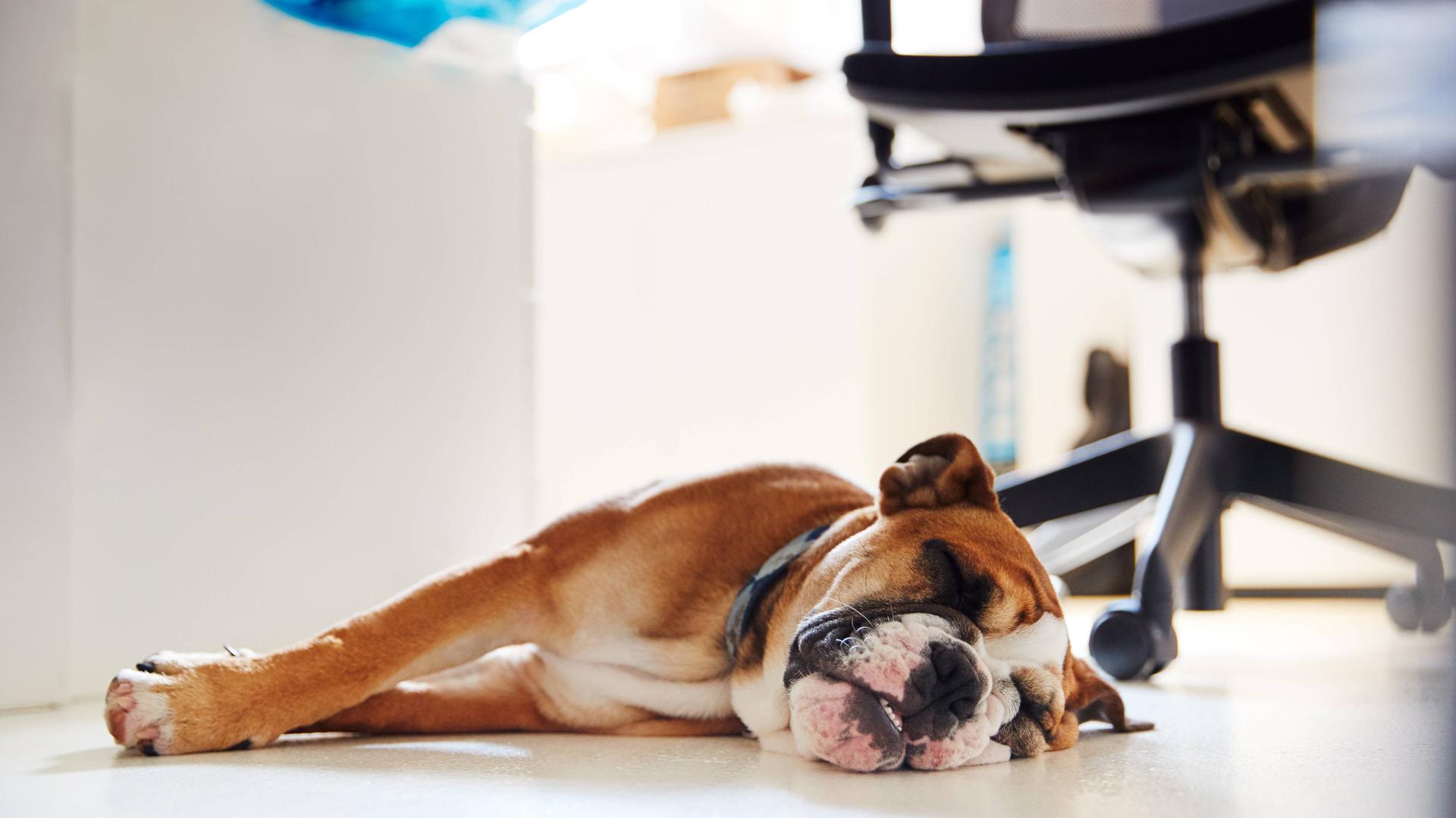 Ein Hund schläft neben einem Bürostuhl. Ein Hund schläft neben einem Bürostuhl.