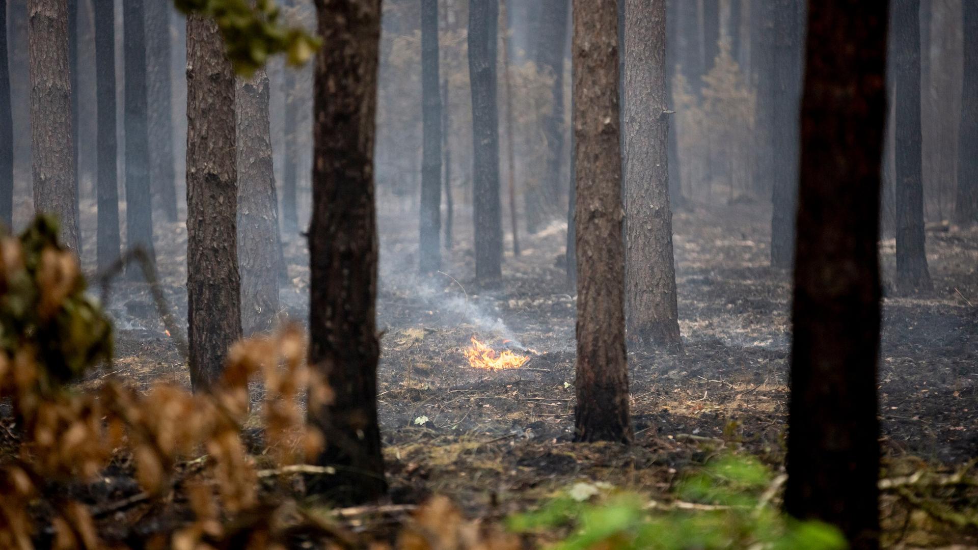 Der Waldboden brennt in der Nähe von Frankenförde an vereinzelten Stellen. In Frankenförde bei Jüterbog befindet sich die Einsatzzentrale der Feuerwehr. Der Waldboden brennt in der Nähe von Frankenförde an vereinzelten Stellen. In Frankenförde bei Jüterbog befindet sich die Einsatzzentrale der Feuerwehr.