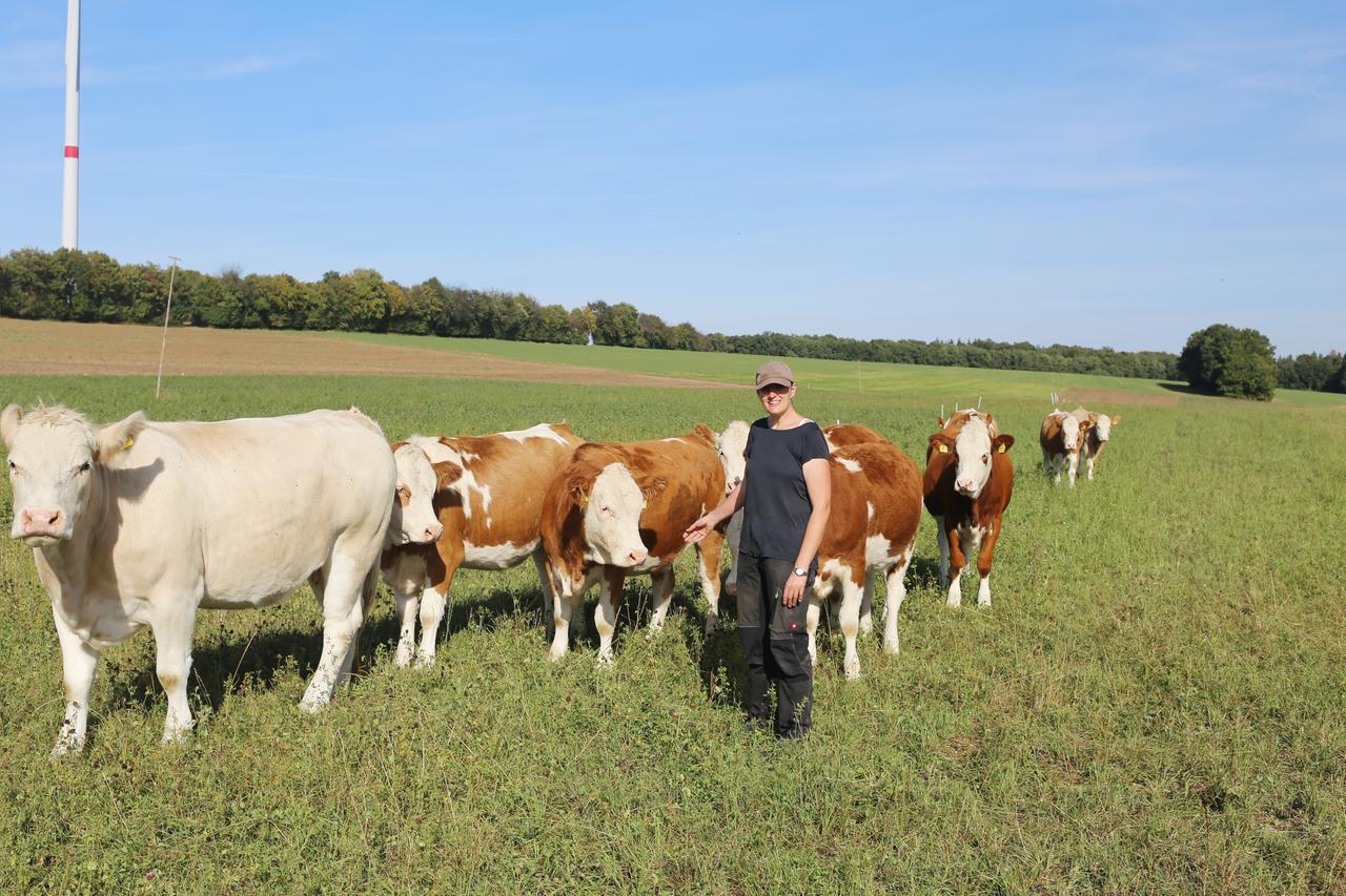 Ein Frau mit ihren Kühen auf einem Feld. Ein Frau mit ihren Kühen auf einem Feld.
