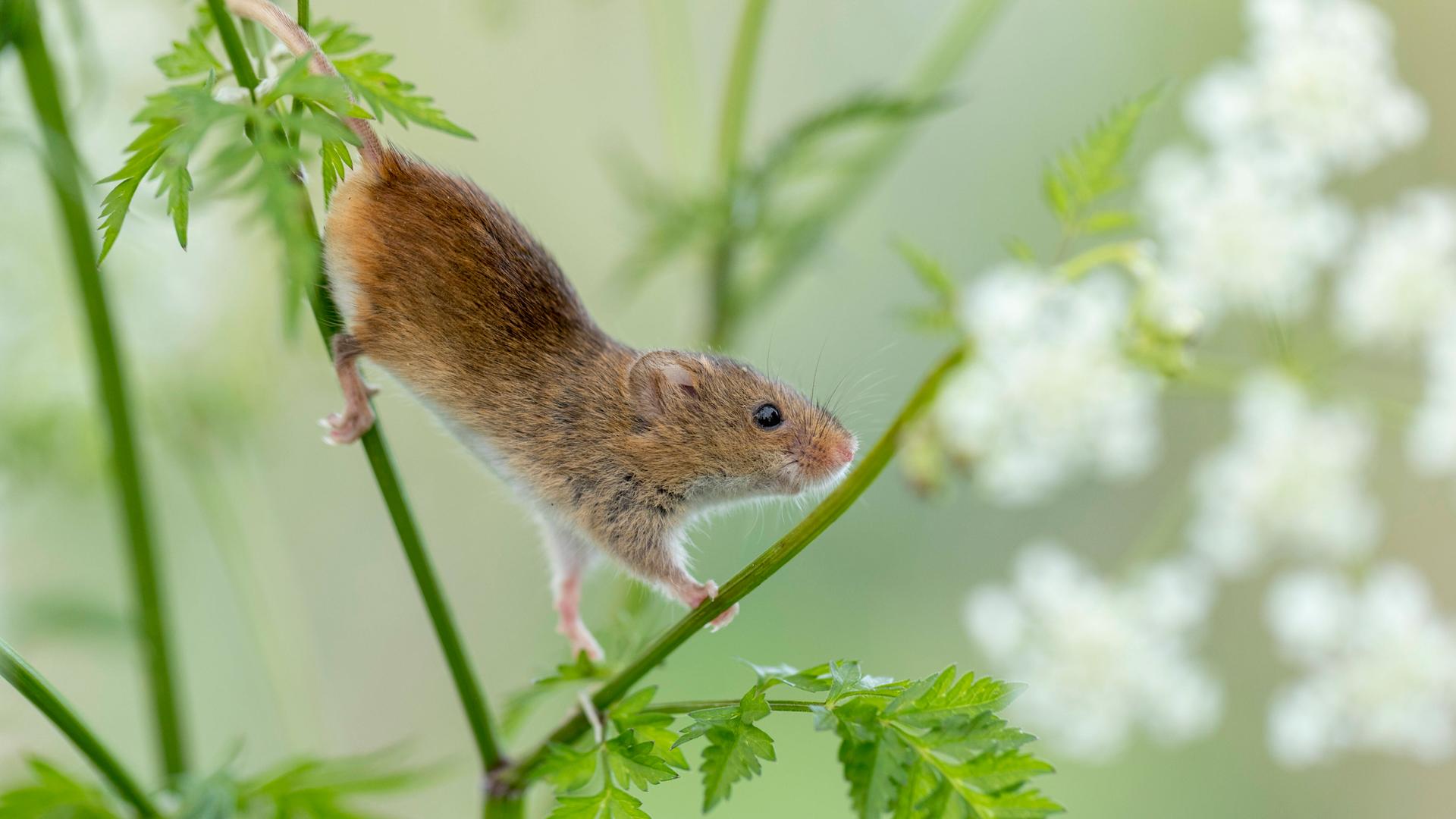 Eine kleine braune Maus klettert durch eine Grünpflanze
