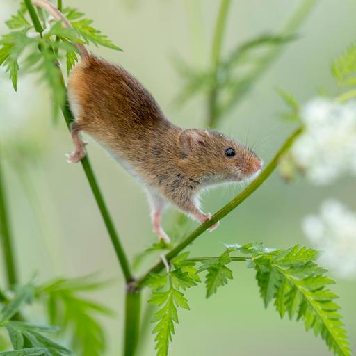 Eine kleine braune Maus klettert durch eine Grünpflanze