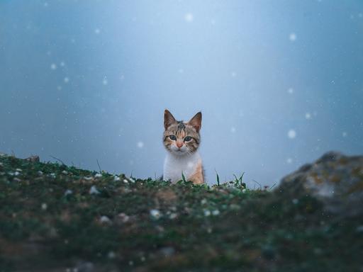 Kleines Kätzchen draußen in winterlicher Umgebung.