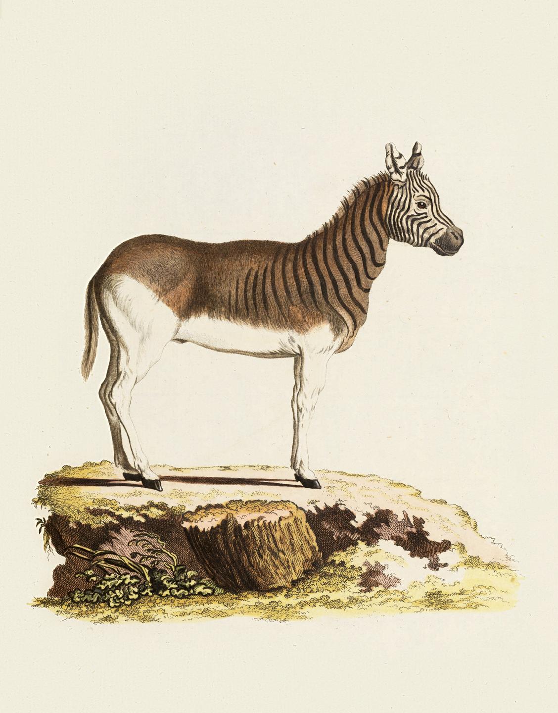 Historische Illustration eines Quagga, einer ausgestorbene Zebra-Form.