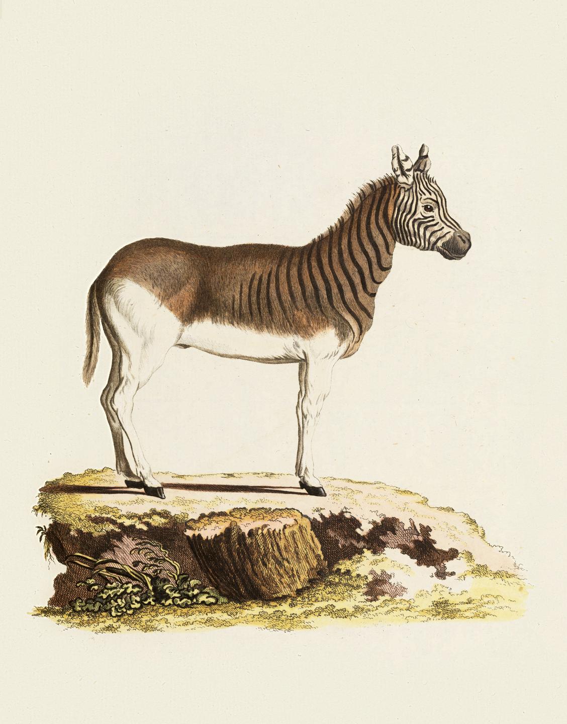 Historische Illustration eines Quagga, einer ausgestorbene Zebra-Form. Historische Illustration eines Quagga, einer ausgestorbene Zebra-Form.