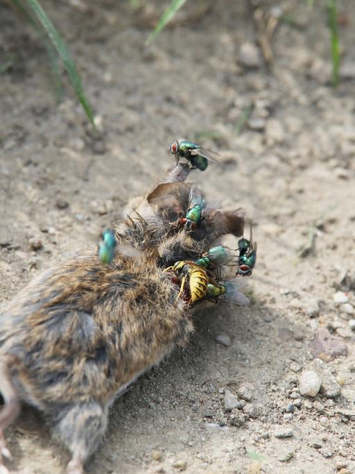 Tierkadaver gehören in die Natur: tote Ratte im Umland von Berlin