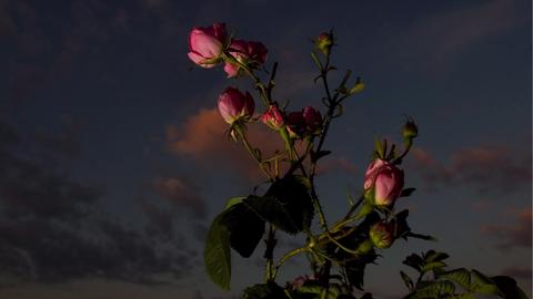Rosa Damaszener-Rose im Dunkel