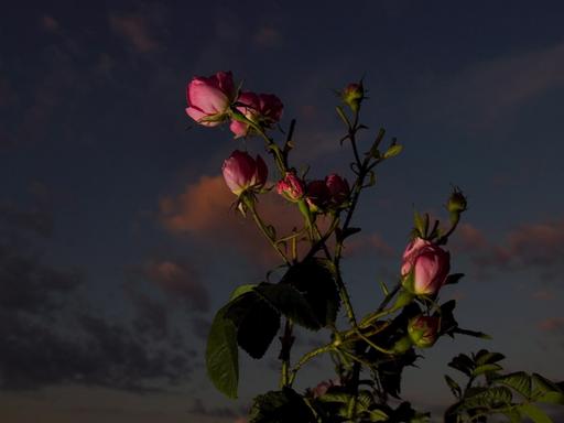 Rosa Damaszener-Rose im Dunkel