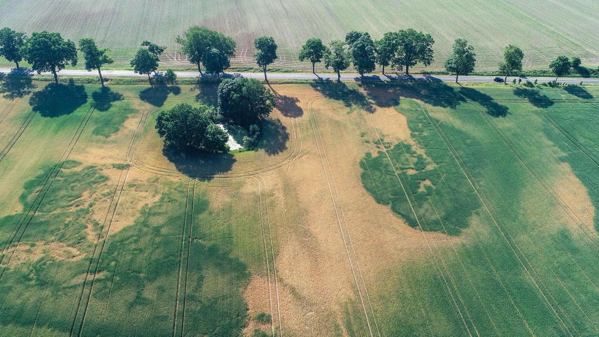 In den vergangenen Jahren gab es häufiger Dürren in Deutschland, hier ein Weizenfeld 2018 im brandenburgischen Treplin