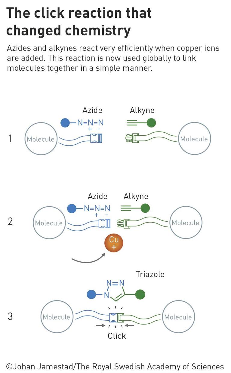 Die Klick-Reaktion, die die Chemie veränderte: Acide und Alkine reagieren sehr effizient, wenn Kupferionen hinzugefügt werden. Diese Reaktion wird heute weltweit genutzt, um Moleküle auf einfache Weise miteinander zu verbinden. Die Klick-Reaktion, die die Chemie veränderte: Acide und Alkine reagieren sehr effizient, wenn Kupferionen hinzugefügt werden. Diese Reaktion wird heute weltweit genutzt, um Moleküle auf einfache Weise miteinander zu verbinden.