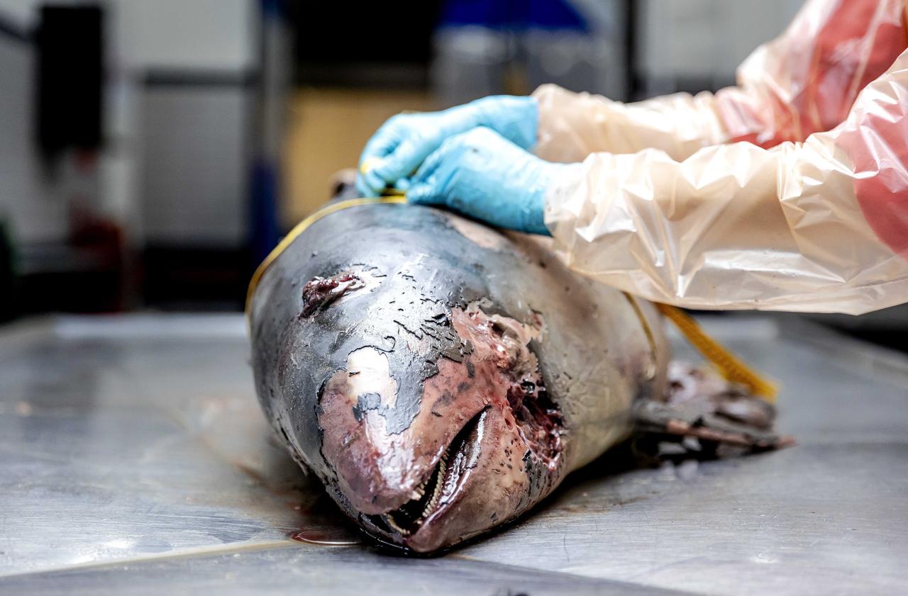 Schweinswale für Forschung auf Schneidetisch gespült