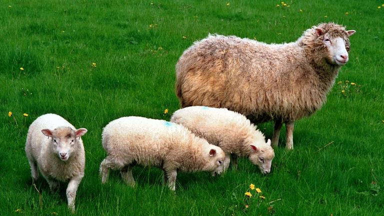 Klonschaf Dolly steht mit ihren drei Lämmern auf der Wiese Klonschaf Dolly steht mit ihren drei Lämmern auf der Wiese