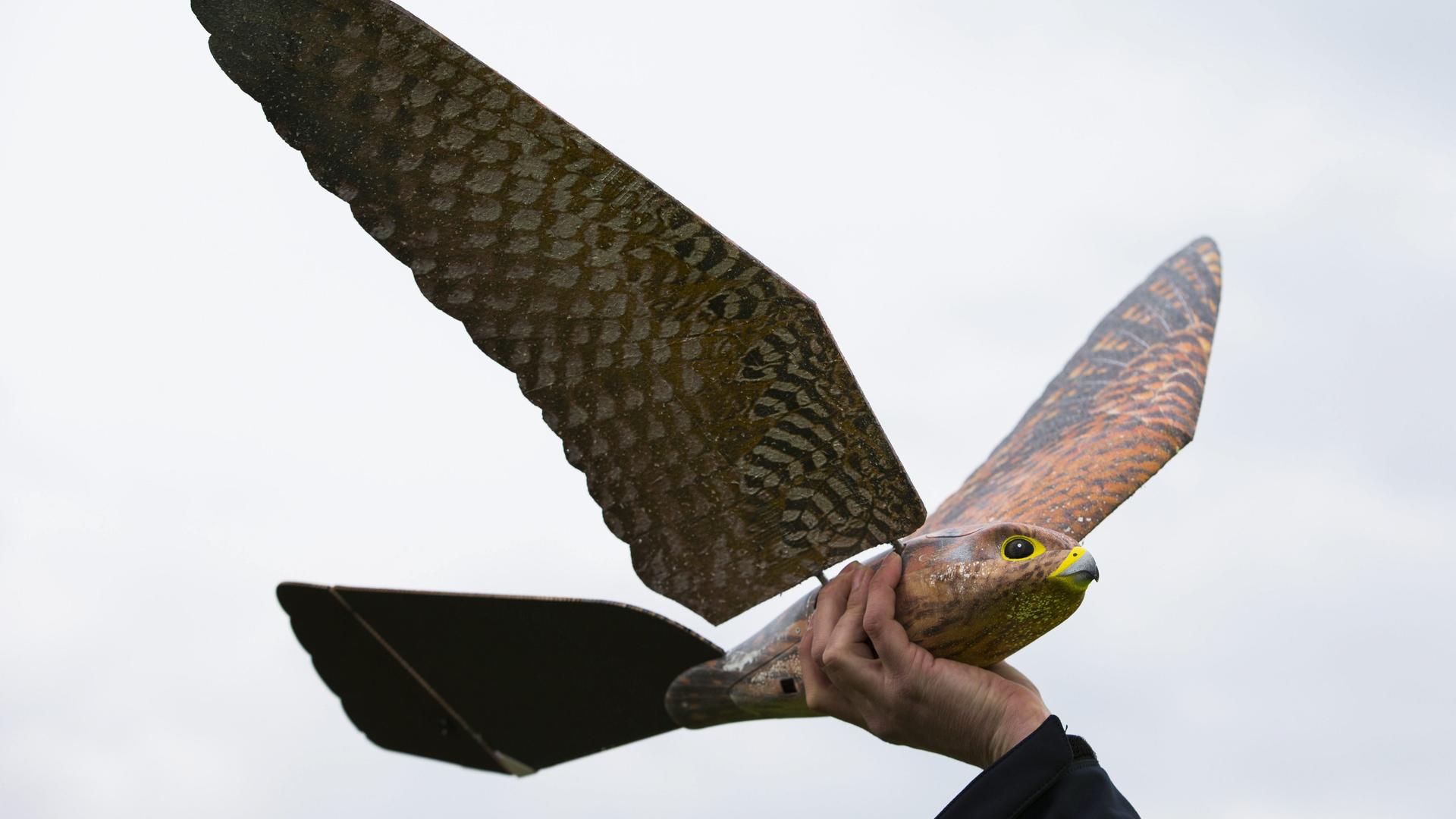 Eine Person hält den in den Niederlanden entwickelten Roboter-Falken, der eigentlich eine Drohne ist, mit der Hand in die Höhe. 
