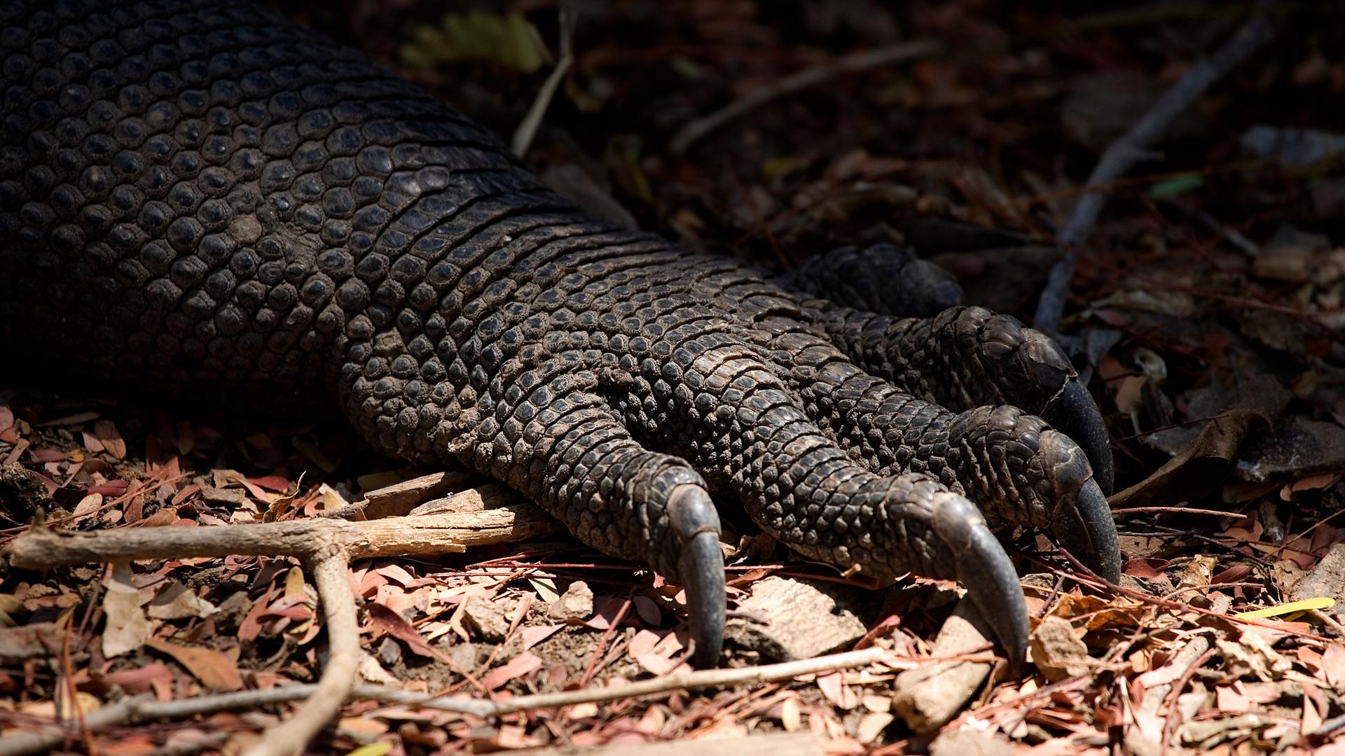 Die Nahaufnahme der Krallen eines Komodowarans. Die Nahaufnahme der Krallen eines Komodowarans.