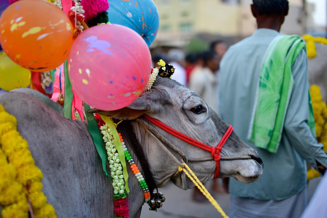 Eine Kuh, geschmückt mit Ballons, Farben und bunten Bändern. Mandya, Karnataka, Indien. Am 15. Januar 2015 während des Erntefestes "Makar Sankranti".