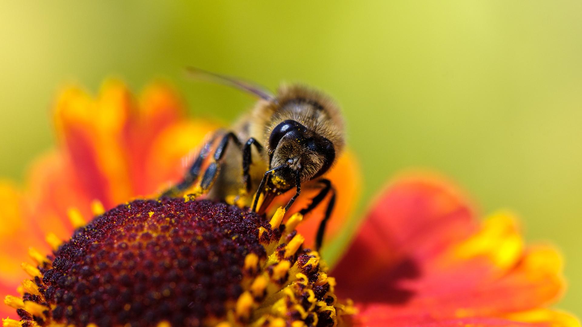 Eine Honigbiene in einer Blüte.