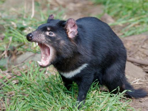 Beutelteufel oder Tasmanischer Teufel (Sarcophilus harrisii)  gehört zu den bedrohten Arten in Australien. 