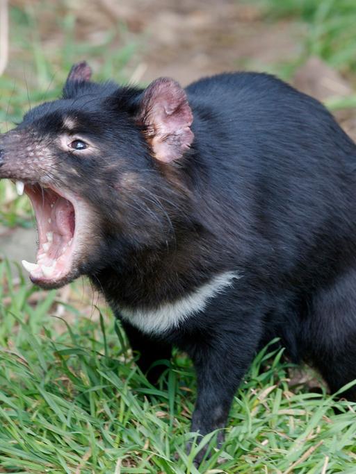 Beutelteufel oder Tasmanischer Teufel (Sarcophilus harrisii)  gehört zu den bedrohten Arten in Australien. 
