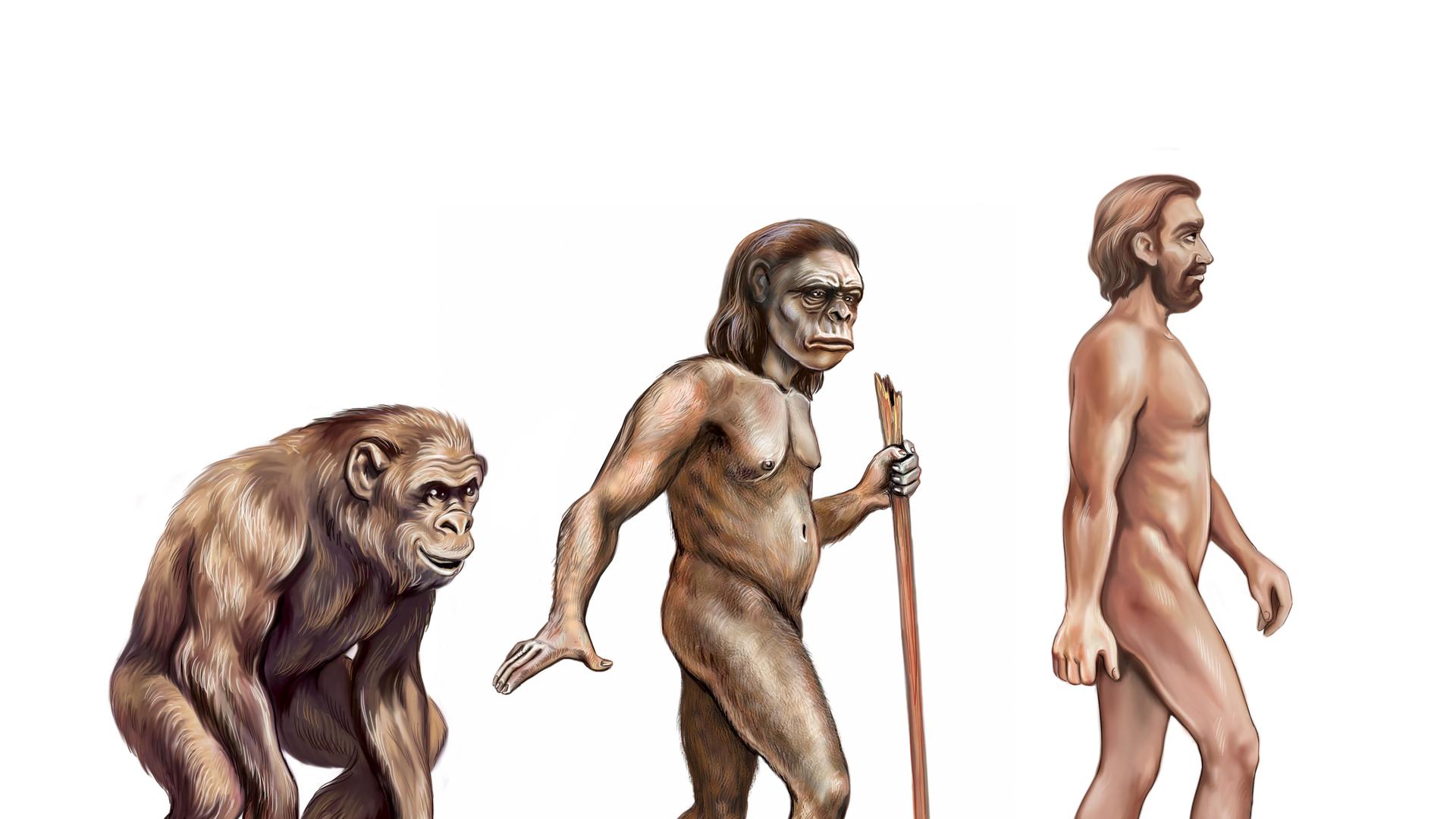 Illustrierte Darstellung der Evolution: Affe, Australopithecus und Homo sapiens von links nach rechts nebeneinander aufgereiht, gehend, den Blick nach vorn. Illustrierte Darstellung der Evolution: Affe, Australopithecus und Homo sapiens von links nach rechts nebeneinander aufgereiht, gehend, den Blick nach vorn.