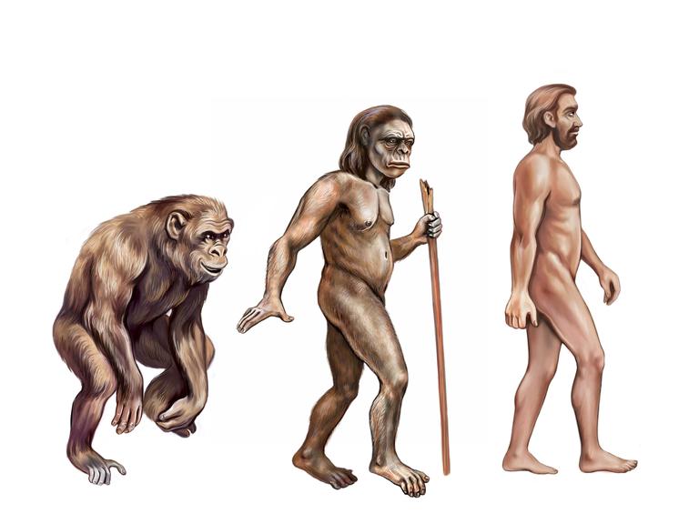 Illustrierte Darstellung der Evolution: Affe, Australopithecus und Homo sapiens von links nach rechts nebeneinander aufgereiht, gehend, den Blick nach vorn.