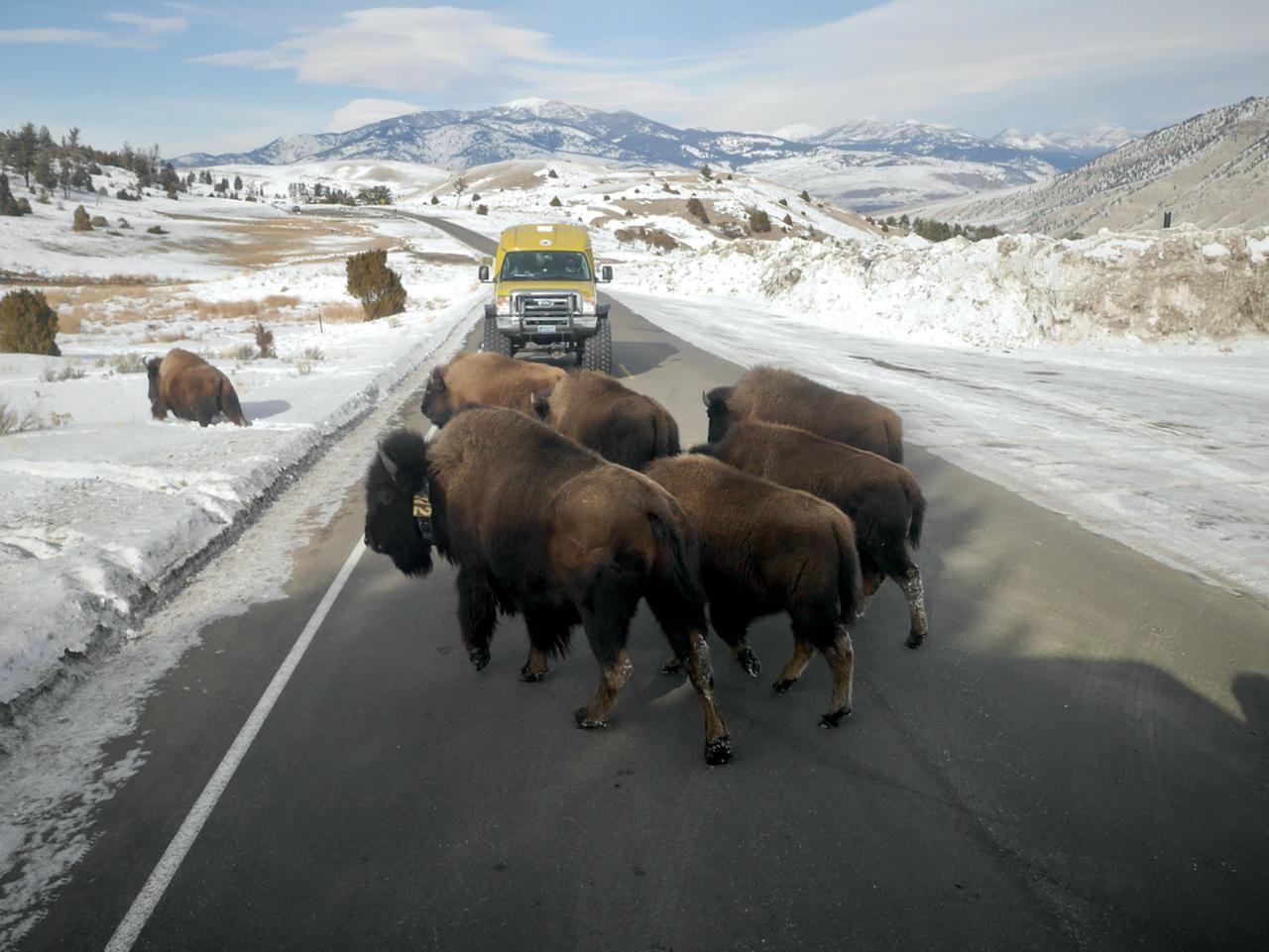 Mächtige braune Huftiere kreuzen vor Schnee-Bergpanorama eine Straße, auf der ein Auto steht.