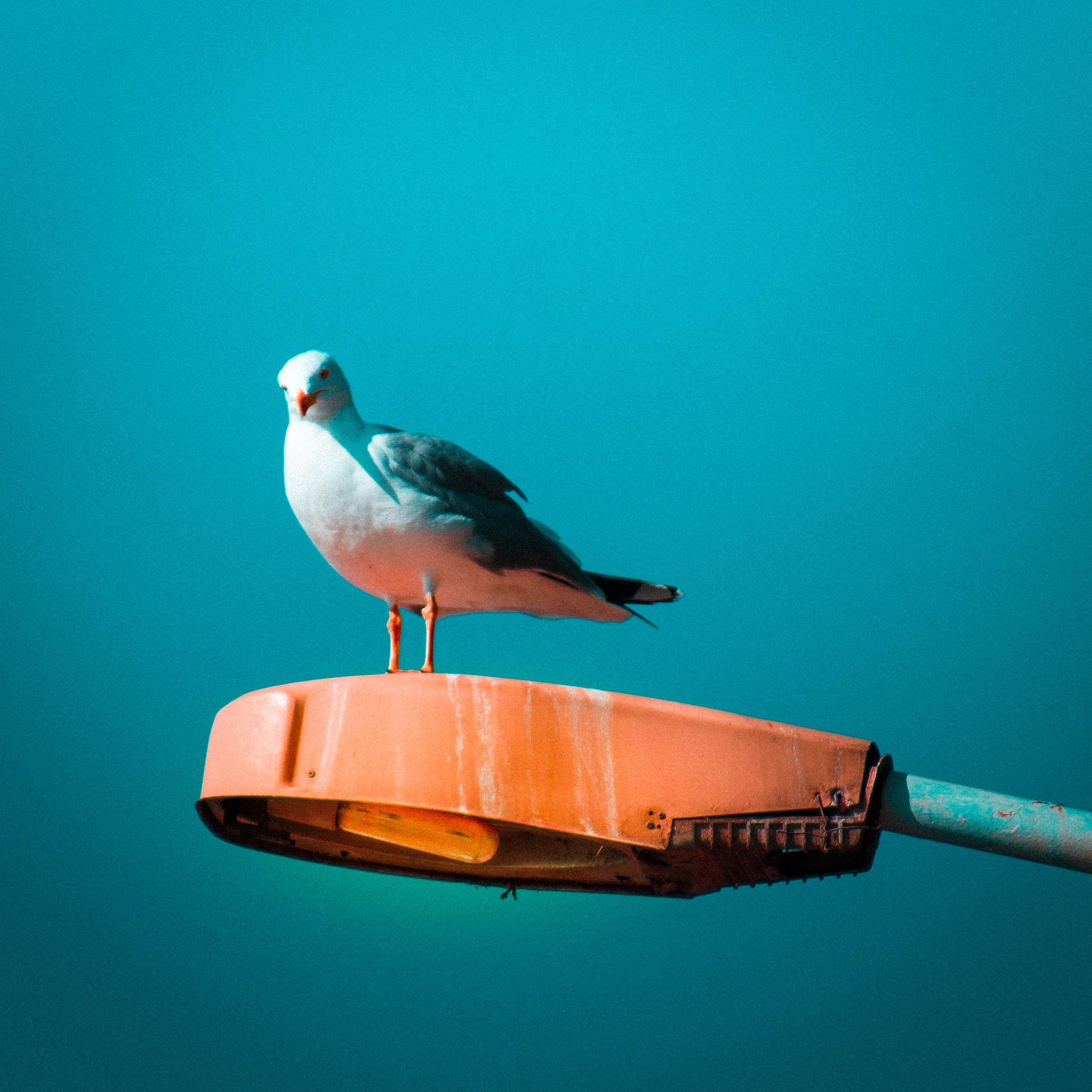 Biologin Caroline Ring – Warum so viele Vögel in die Städte ziehen