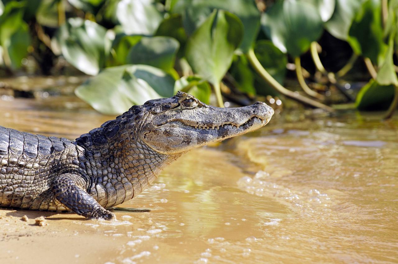 Paraguay-Kaiman, Paraguaykaiman, Brillen-Kaiman, Brillenkaiman (Caiman yacare, Caiman crocodilus yacare), liegt am Ufer Paraguay-Kaiman, Paraguaykaiman, Brillen-Kaiman, Brillenkaiman (Caiman yacare, Caiman crocodilus yacare), liegt am Ufer