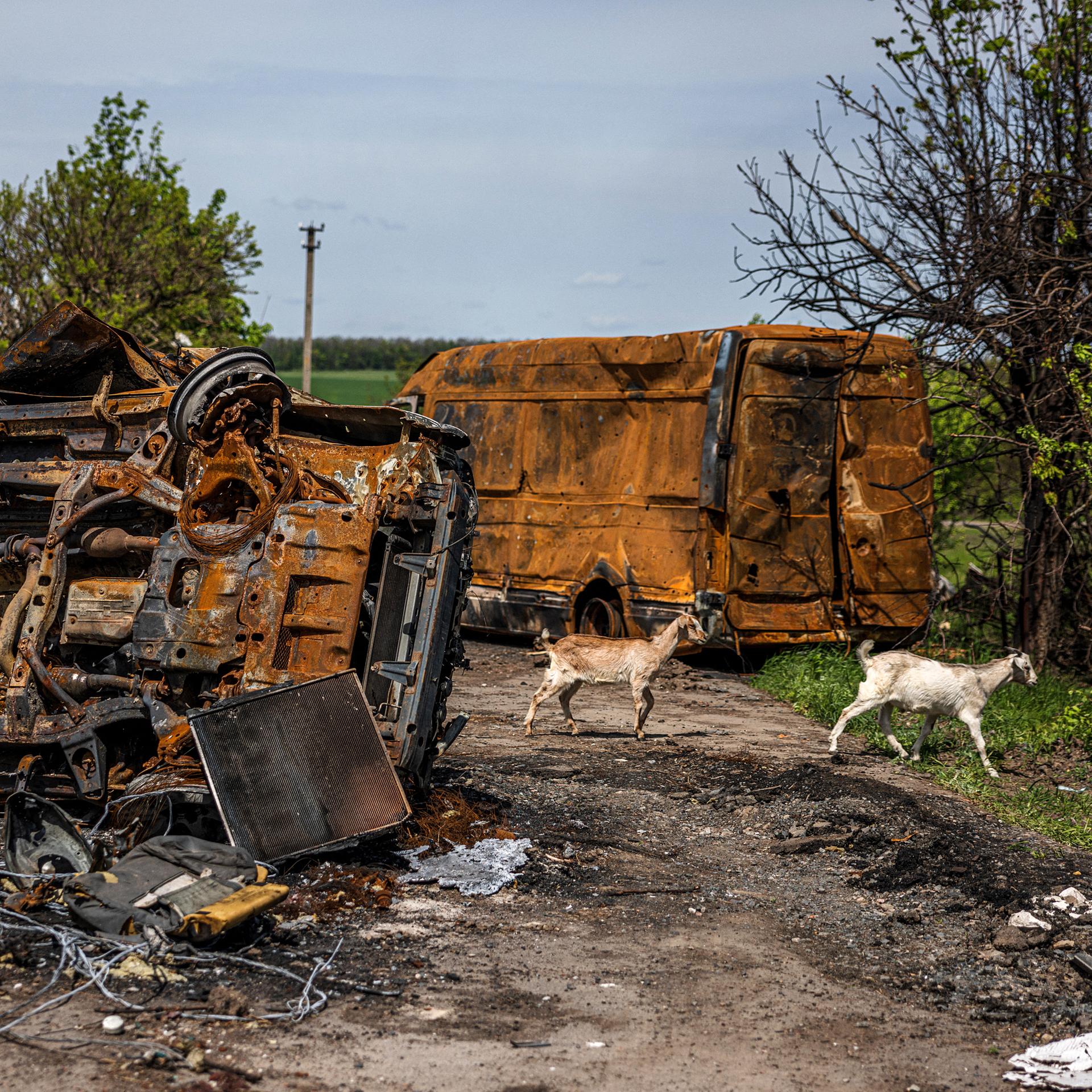 Ziegen überqueren eine Straße mit zerstörten Fahrzeugen im Osten der Ukraine in der Nähe der Stadt Charkiv 